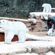 Illustration for article titled Robot Polar Bears: Less Dangerous Than Real Bears, For Now